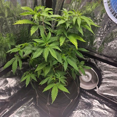 Bruce Banner  growlog photo: desfiliação e poda top