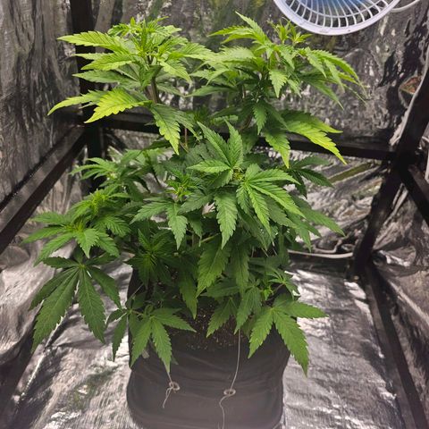 Bruce Banner  growlog photo: desfiliação e poda top
