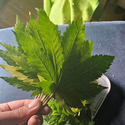 Bruce Banner  growlog photo: desfiliação e poda top