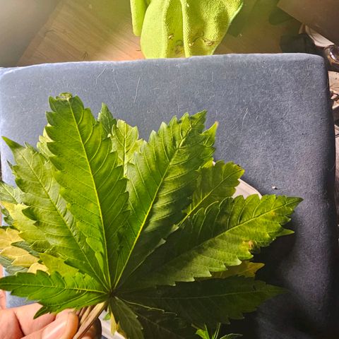 Bruce Banner  growlog photo: desfiliação e poda top