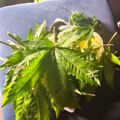 Bruce Banner  growlog photo: desfiliação e poda top