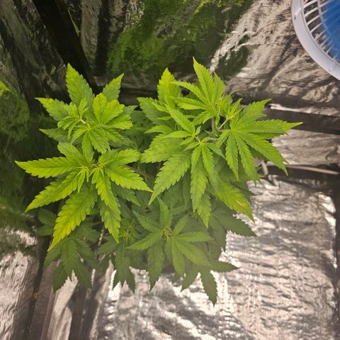 Bruce Banner  growlog photo: desfiliação e poda top