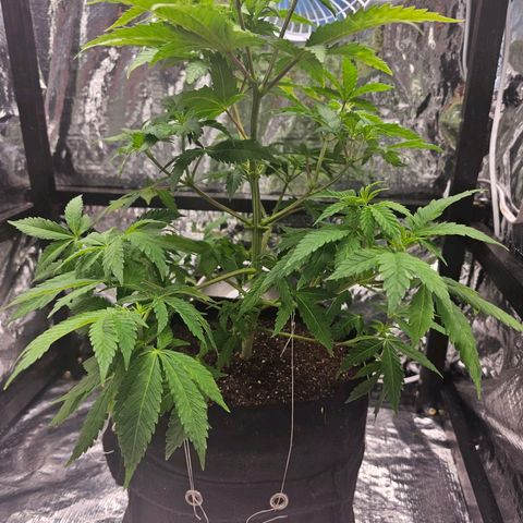 Bruce Banner  growlog photo: desfiliação e poda top