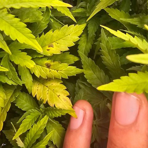 Bruce Banner  growlog timeline photo