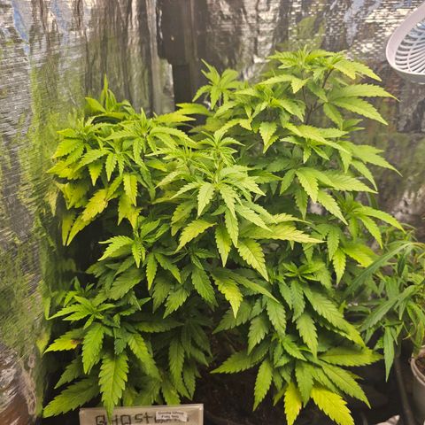 Bruce Banner  growlog timeline photo