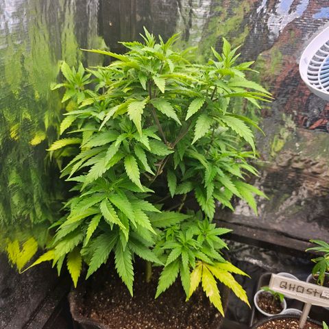 Bruce Banner  growlog timeline photo