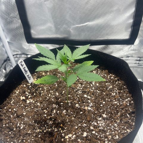 Pink Runtz growlog timeline photo