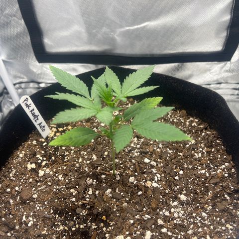 Pink Runtz growlog timeline photo