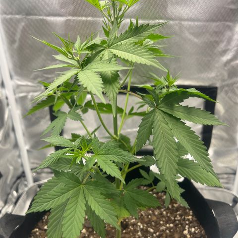 Pink Runtz growlog timeline photo