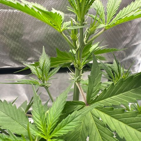 Pink Runtz growlog photo: Pistels 