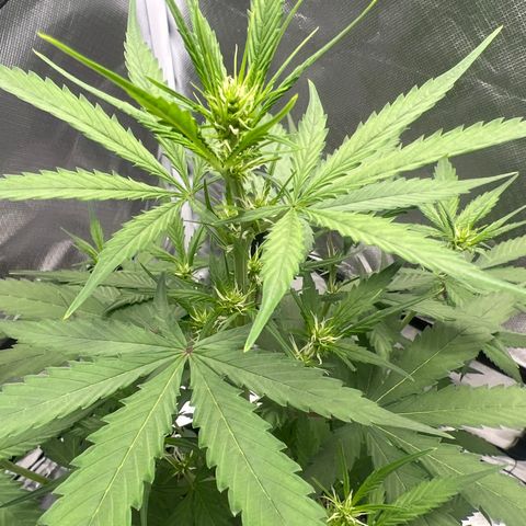Pink Runtz growlog timeline photo