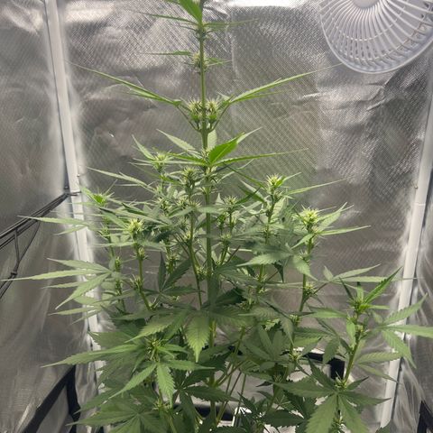 Pink Runtz growlog timeline photo