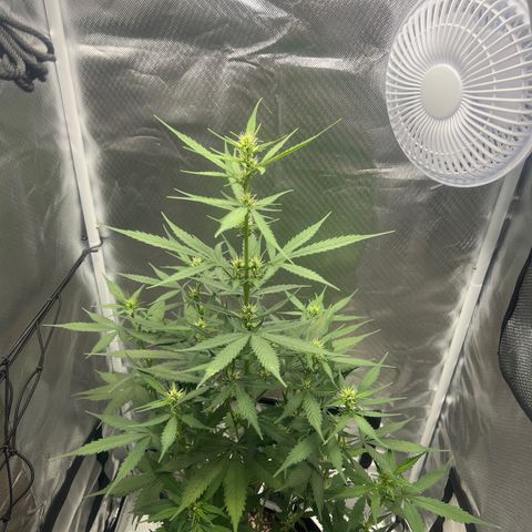 Pink Runtz growlog timeline photo