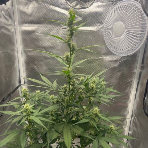 Pink Runtz growlog timeline photo
