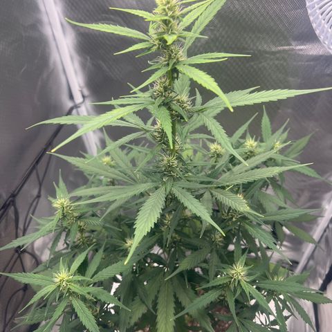 Pink Runtz growlog timeline photo