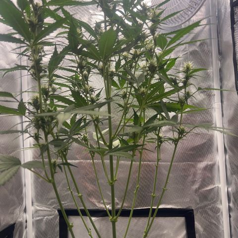 Pink Runtz growlog timeline photo