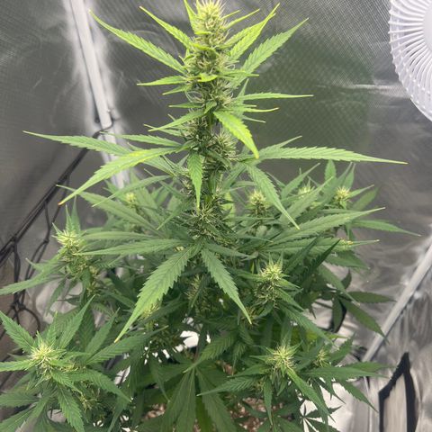 Pink Runtz growlog timeline photo