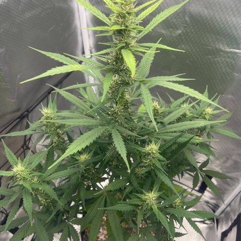 Pink Runtz growlog timeline photo