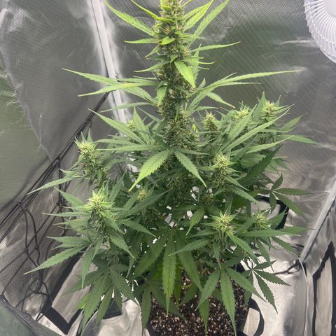 Pink Runtz growlog timeline photo