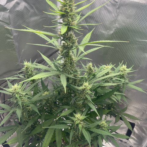 Pink Runtz growlog timeline photo