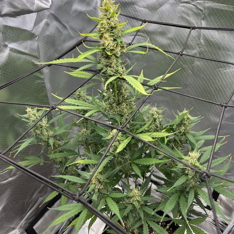Pink Runtz growlog timeline photo