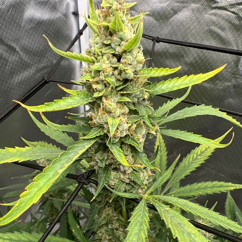 Pink Runtz growlog timeline photo