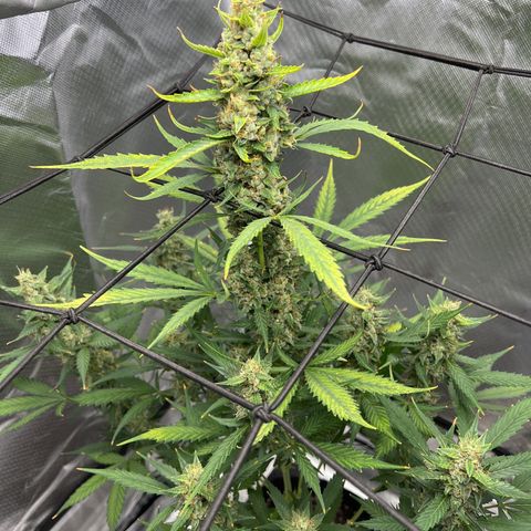 Pink Runtz growlog timeline photo