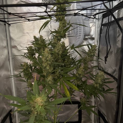 Pink Runtz growlog photo: Harvest day