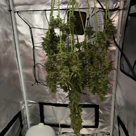 Pink Runtz growlog photo: Drying started
