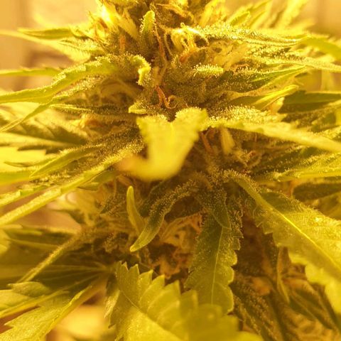 Amnesia growlog timeline photo