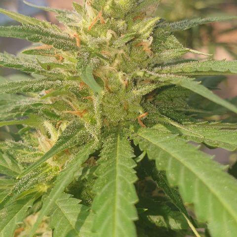 Amnesia growlog timeline photo