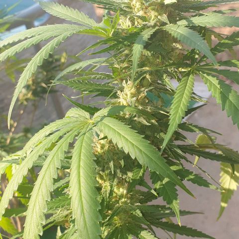 Amnesia growlog timeline photo