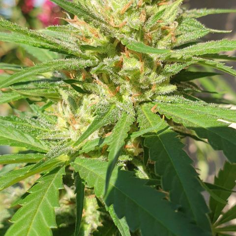 Amnesia growlog timeline photo
