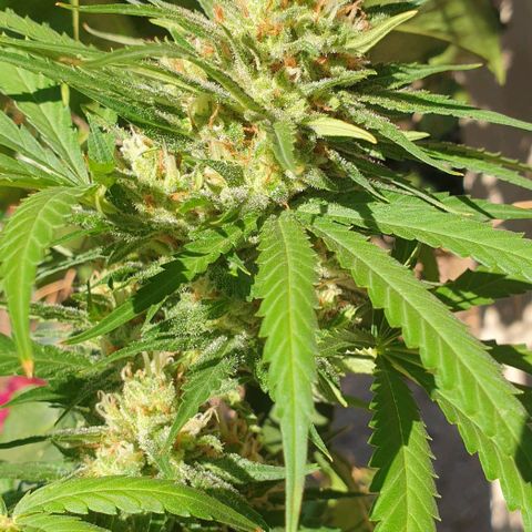 Amnesia growlog timeline photo
