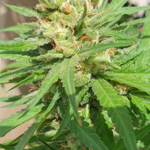 Amnesia growlog timeline photo