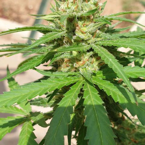 Amnesia growlog timeline photo