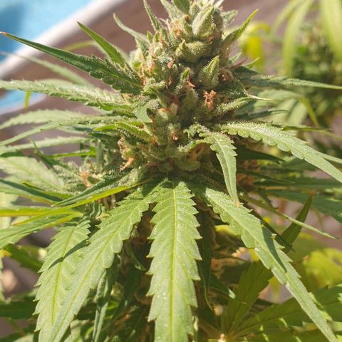 Amnesia growlog timeline photo