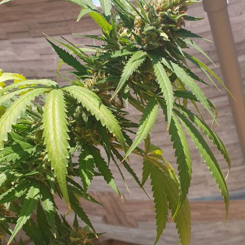Amnesia growlog timeline photo