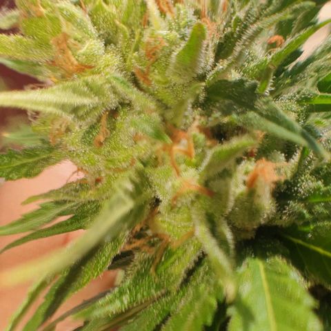 Amnesia growlog timeline photo
