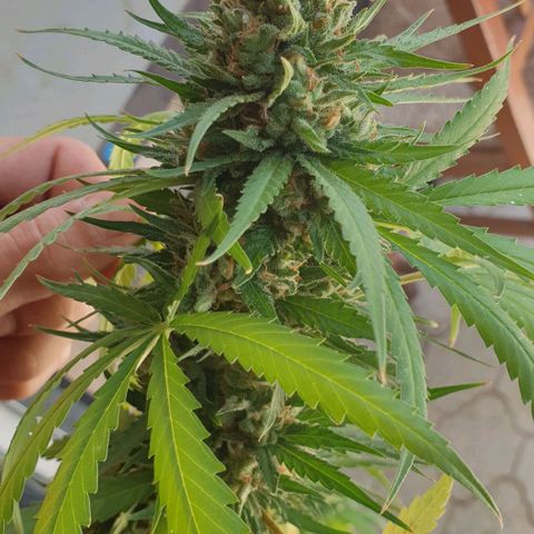 Amnesia growlog timeline photo