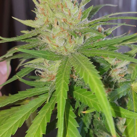 Amnesia growlog timeline photo