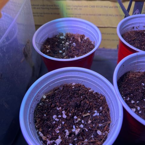 BG growlog timeline photo