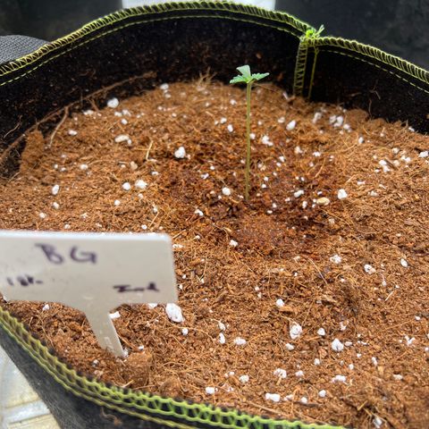 BG growlog timeline photo