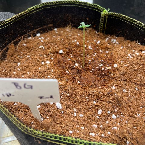 BG growlog timeline photo