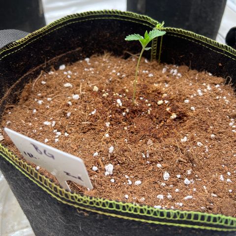 BG growlog timeline photo