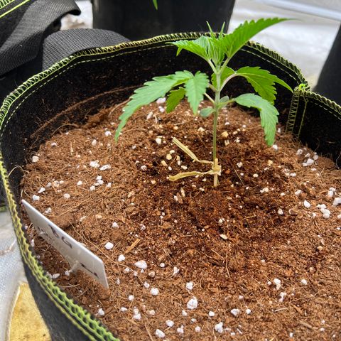 BG growlog timeline photo