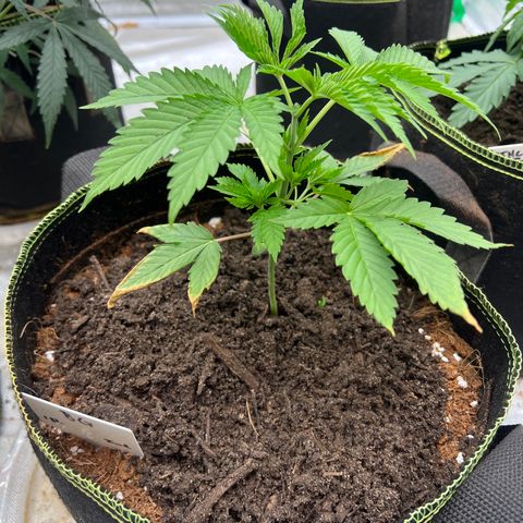 BG growlog timeline photo
