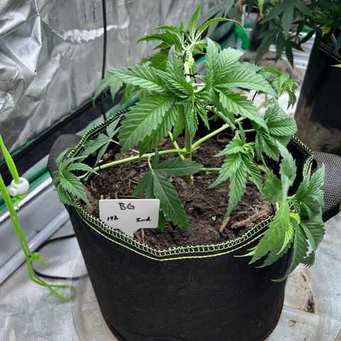 BG growlog timeline photo