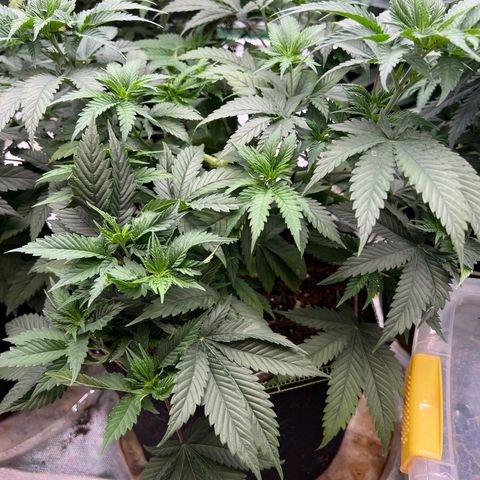 BG growlog timeline photo