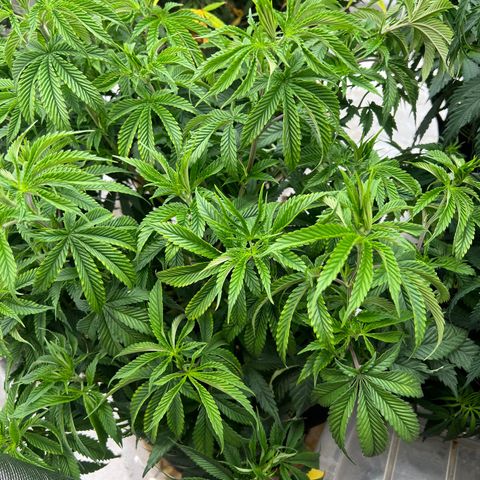 BG growlog timeline photo